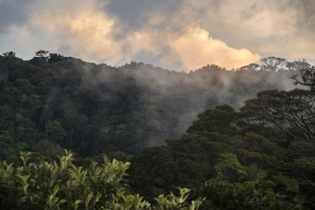 Fog drifts gently over a dense, lush rainforest, surrounded by thick green foliage under a cloudy sky with soft light creating a serene atmosphere.