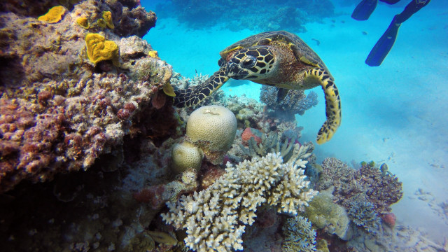 The Great Barrier Reef, Australia 