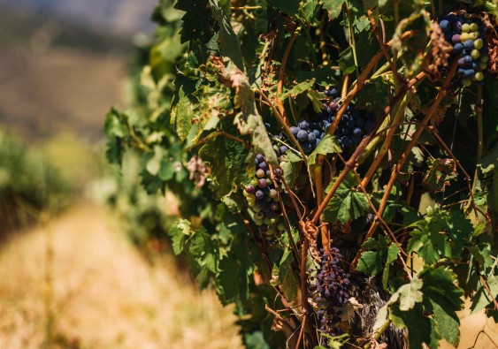 Grape Bush.