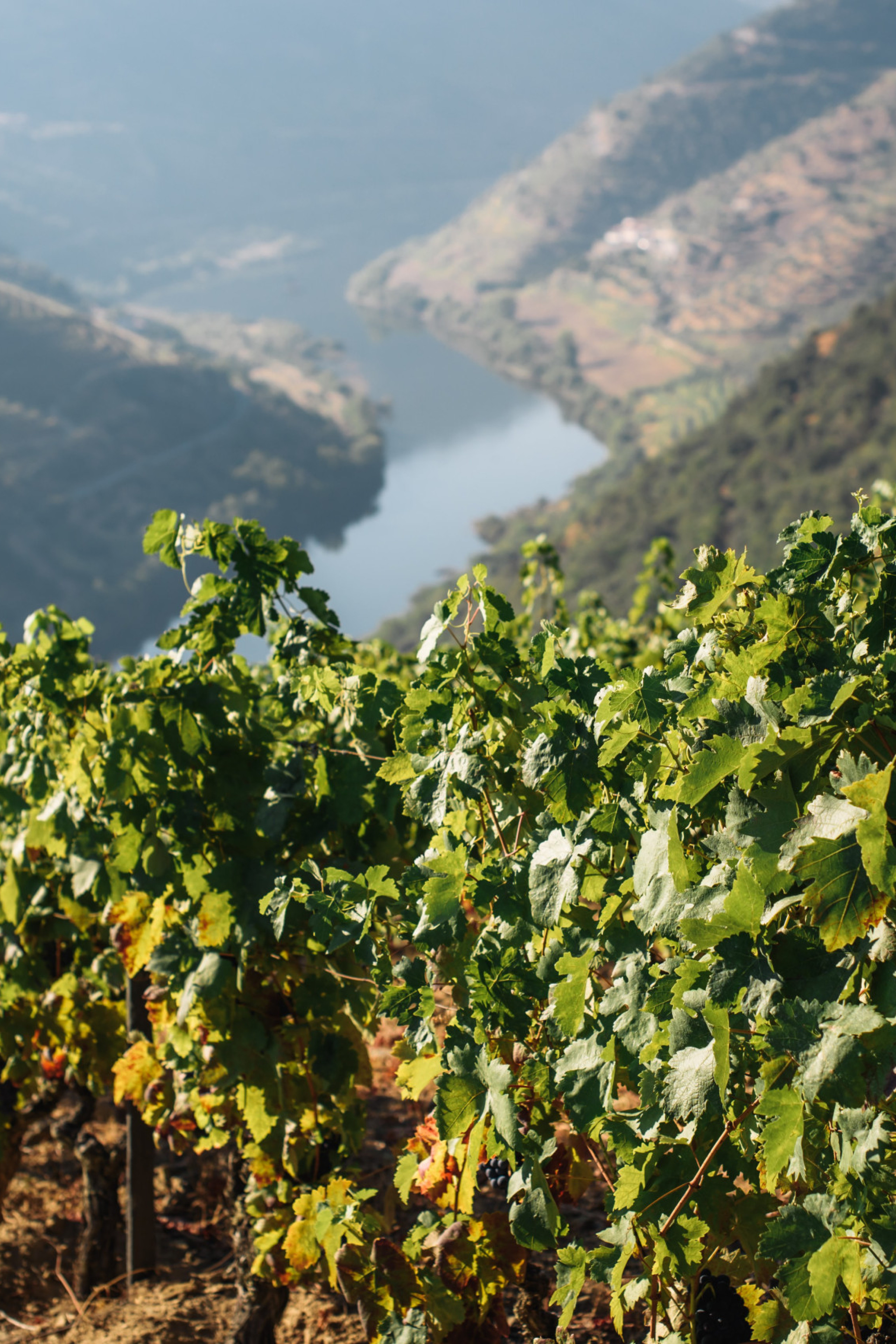 Vineyard-Lookout-Over-The-Valley.jpg