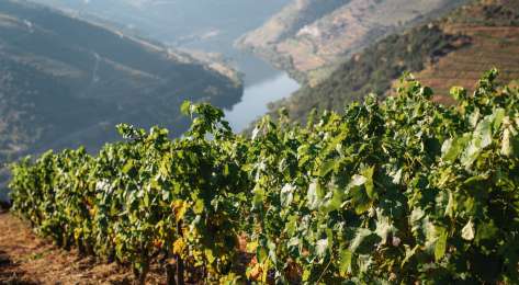 Vineyard Lookout Over The Valley.