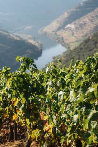 Vineyard Lookout Over The Valley.