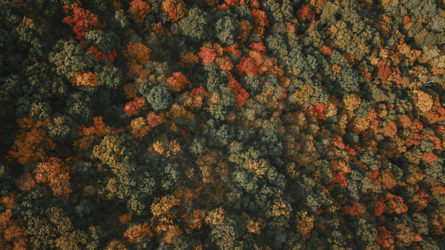 Autumn forest aerial view.