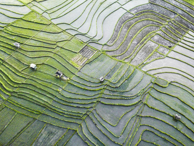 The Rice Paddy Fields of Cepaka, Bali