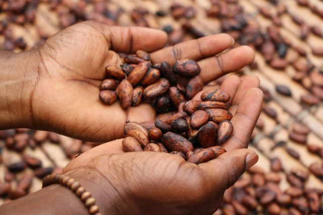 Cocoa beans