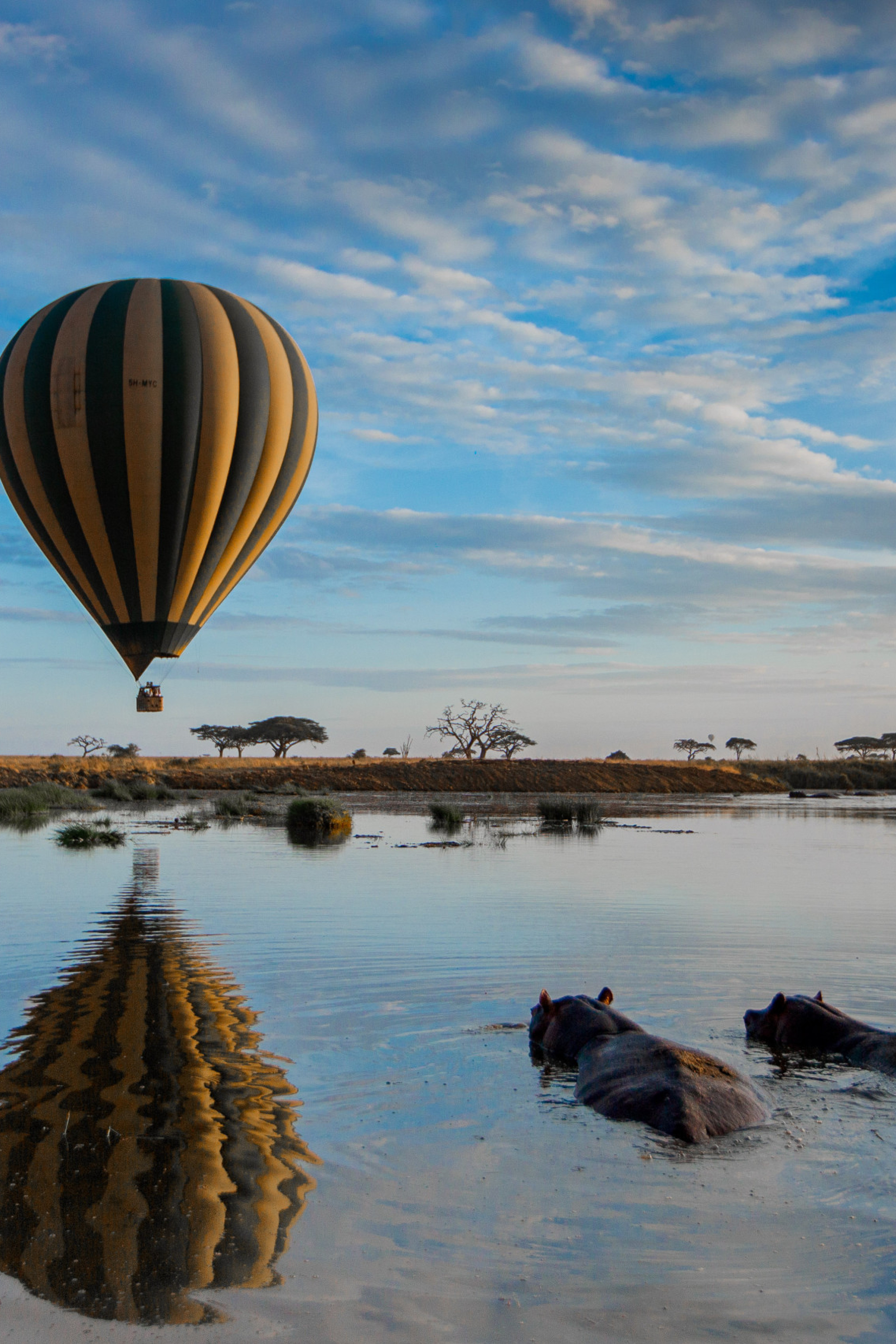 balloon-and-hippo2.jpg