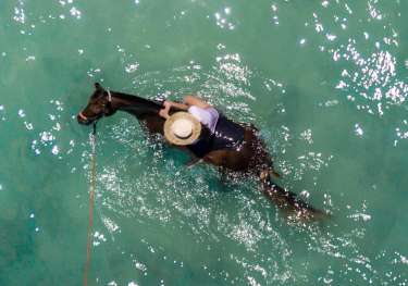 Horses in sea.