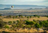 Ballon safari, zebras.