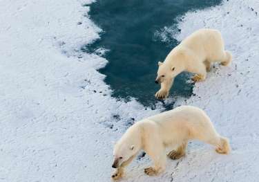 Polar bears svalbard.