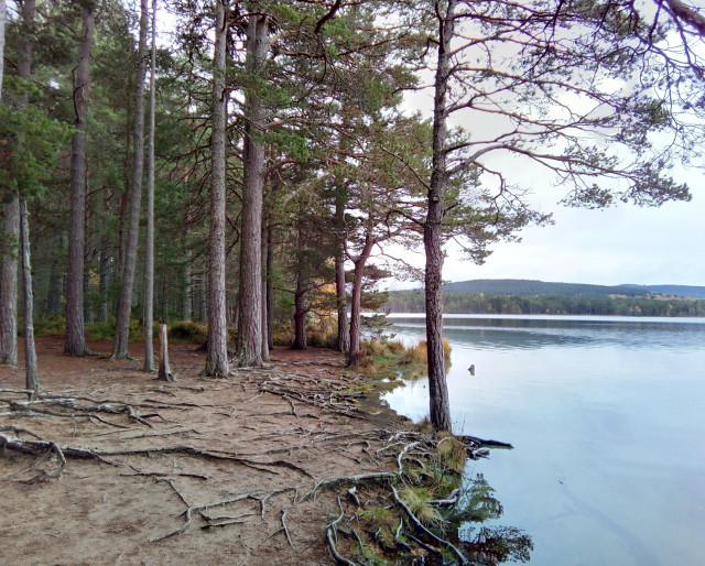 Loch Garten