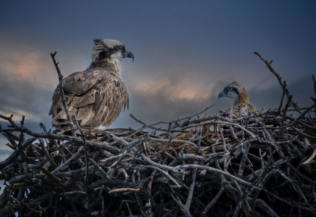 Ospreys 