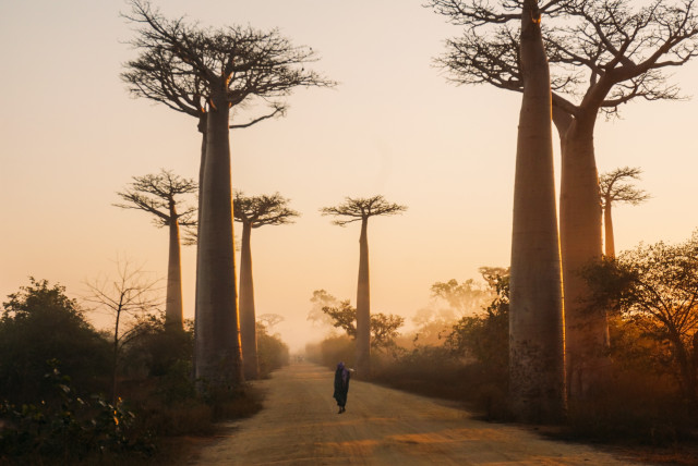 Madagascar 