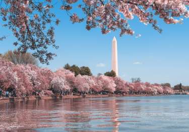 Cherry blossom, Washington D.C., DC, USA.