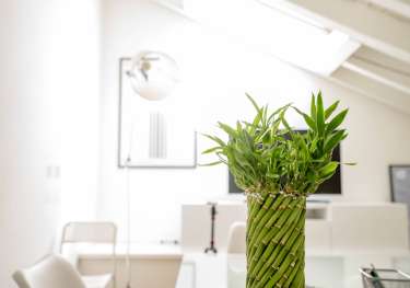 White swan aesthetics inside office.