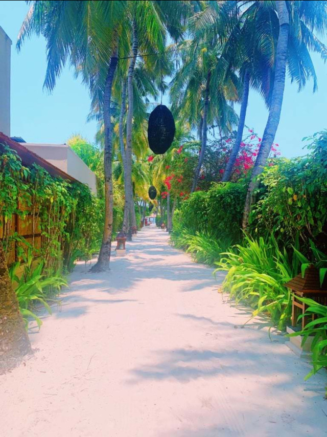 Lush tropical trees line the resort