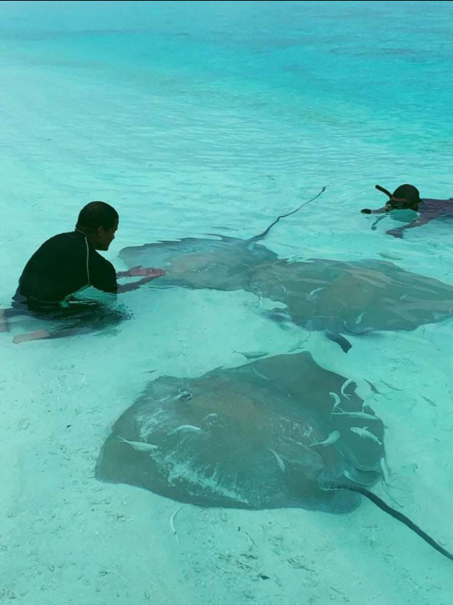 Manta ray feeding session