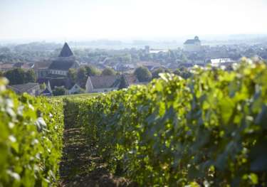 Vineyard rows overlooking a village with a church.