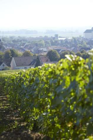 Vineyard rows overlooking a village with a church.