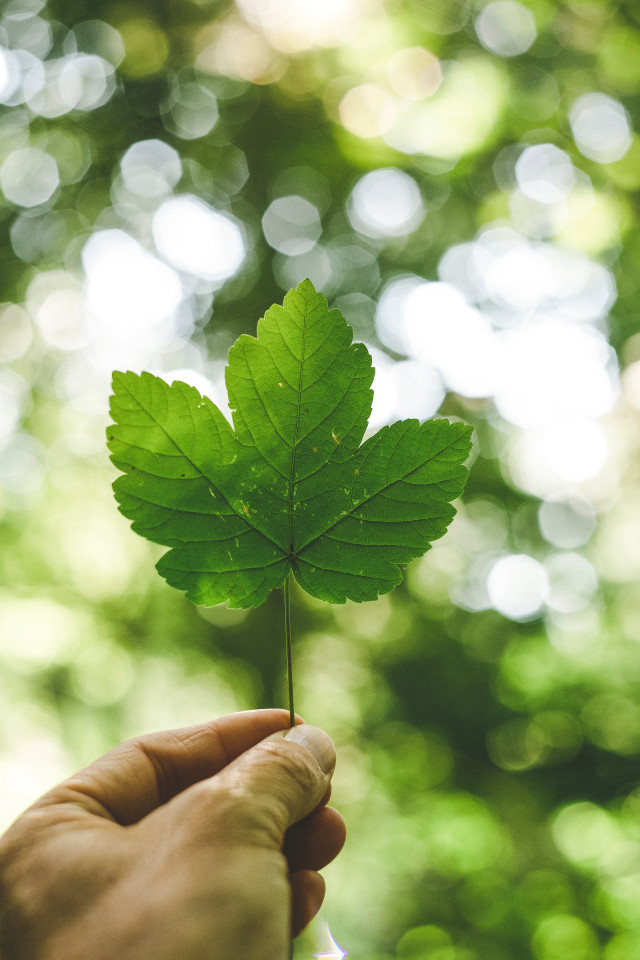 environment leaf
