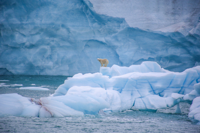 Polar bear on iceberg with glacier backdrop.