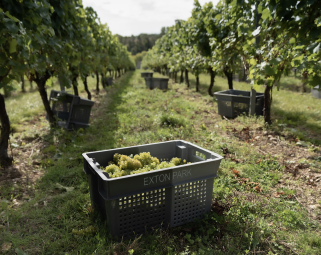Harvest season at Exton Park