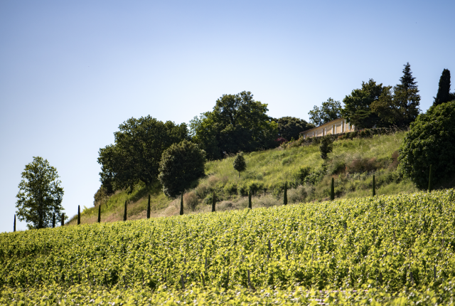 Scenic view of Château Quintus.
