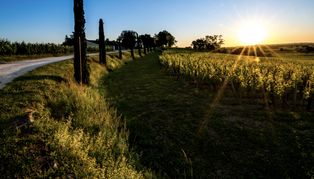 A Vineyard in Château Quintus.