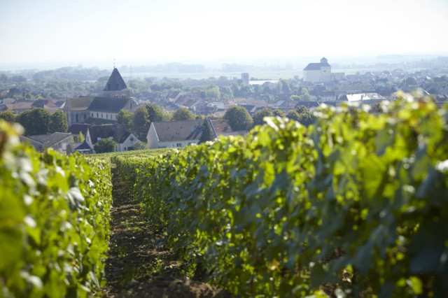 Vineyard rows overlooking a village with a church.